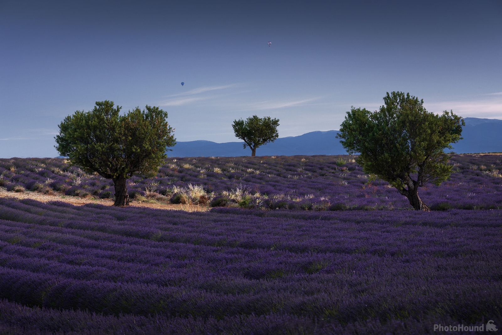 Image of Angelvin lavender fields by Anton Averin