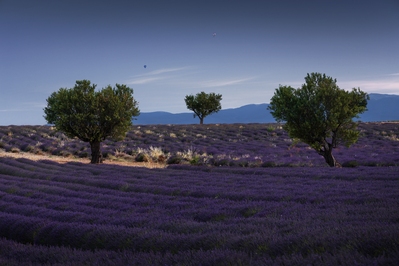 Angelvin lavender fields