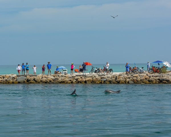 Dolphins hunt and play in the channel around the two jetties.