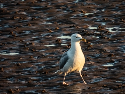 A Seagull on the wet sand of West Kirby taking a stroll hoping to catch some supper in the form of Fiah and Chips.