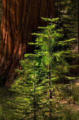 photos of Yosemite National Park - Merced Grove of the Giant Sequoias