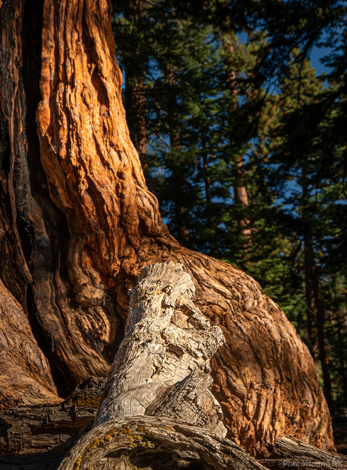 Image of Merced Grove of the Giant Sequoias by Charley Corace