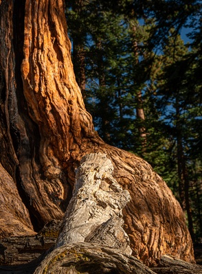 Photo of Merced Grove of the Giant Sequoias - Merced Grove of the Giant Sequoias