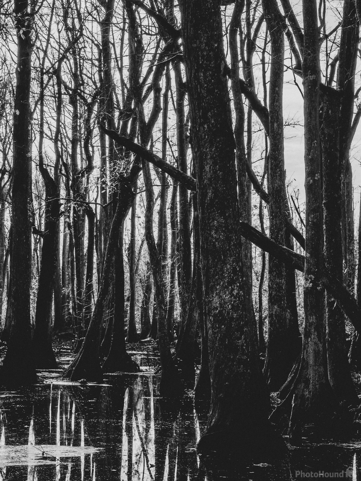 Image of Cypress Swamp by James Billings.