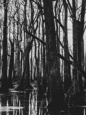 Photo of Cypress Swamp - Cypress Swamp