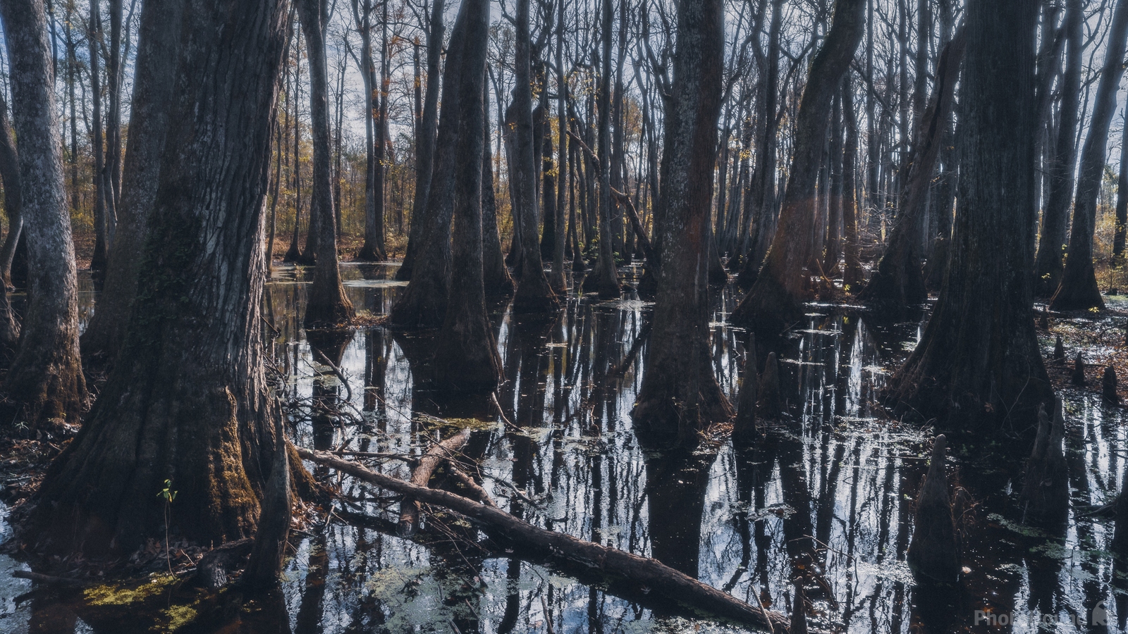 Image of Cypress Swamp by James Billings.