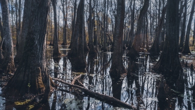 Picture of Cypress Swamp - Cypress Swamp