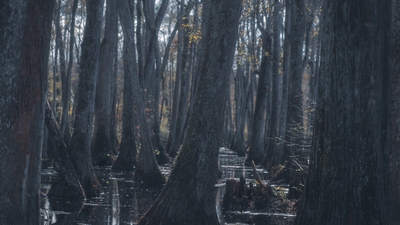 Madison County photo locations - Cypress Swamp