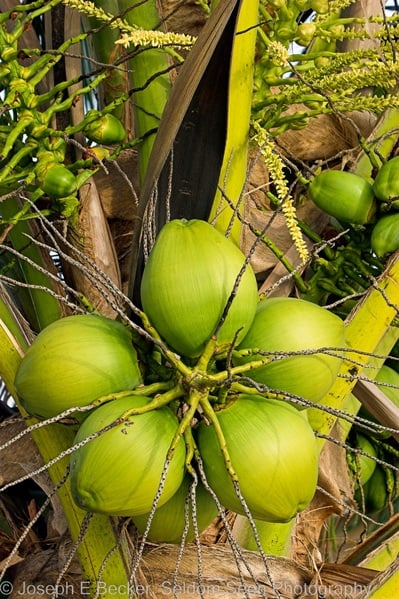 Coconut palm