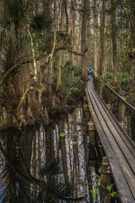 Image of Cypress Swamp Trail, Highlands Hammock SP - Cypress Swamp Trail, Highlands Hammock SP