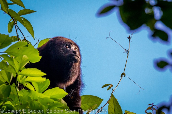 Howler monkey in the treetops near the sugar mill