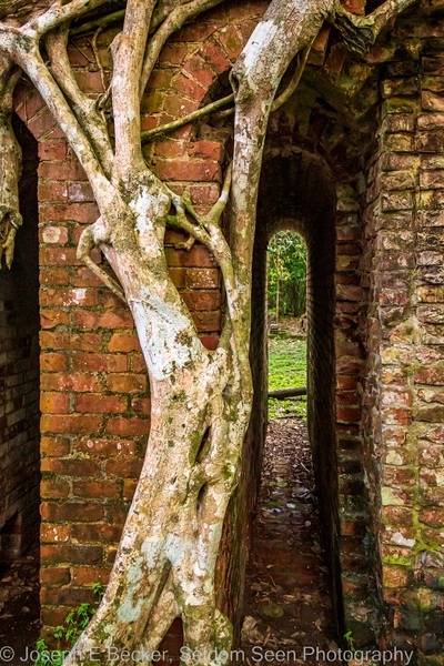 Fig tree roots against the brick building