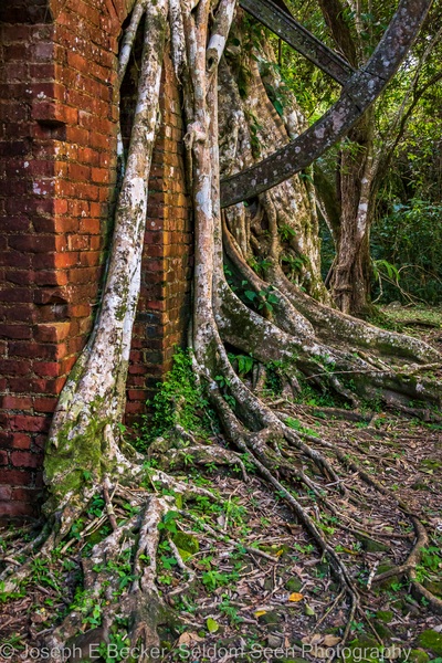 Fig tree roots against the brick building