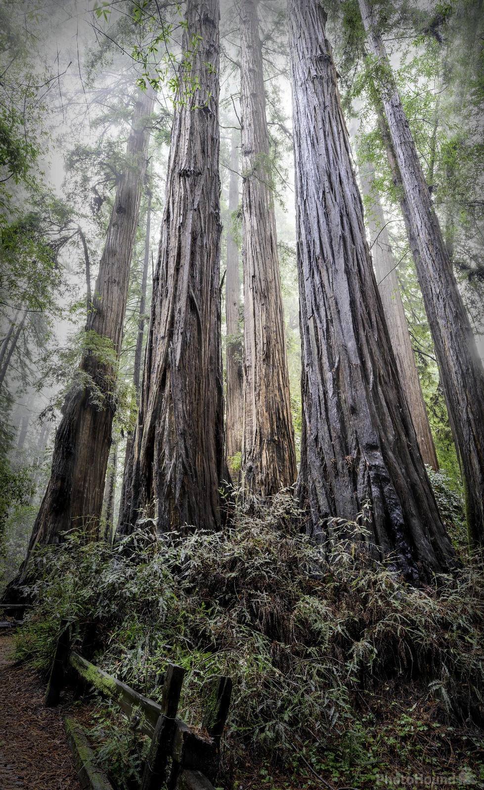 Image of Henry Cowell Redwoods State Park by Doug Hoover