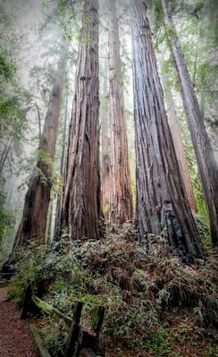 California photo locations - Henry Cowell Redwoods State Park