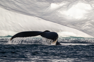 Humpback whale fluke in Disko Bay.