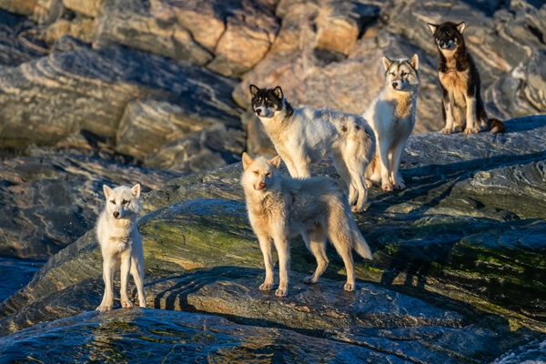 Greenland Dogs