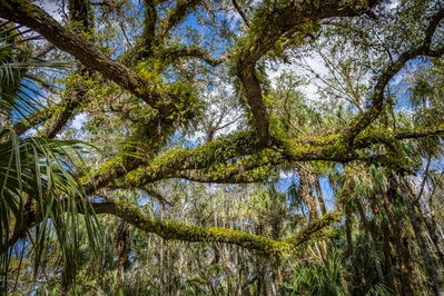 Florida photography spots - Sweetgum and Ancient Hammock Trails, Highlands Hammock State Park