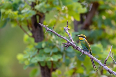 Swallow-Tailed Bee-Eater