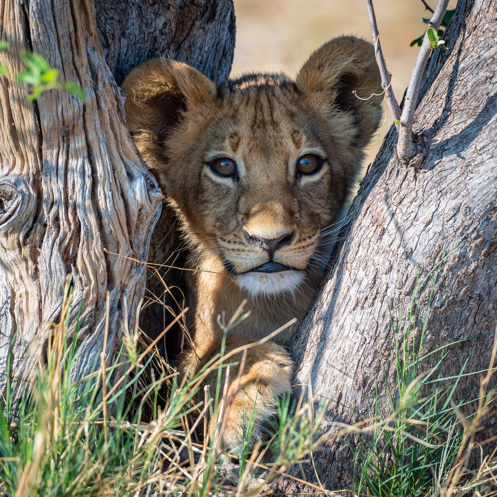 Image of Hwange National Park by Sue Wolfe