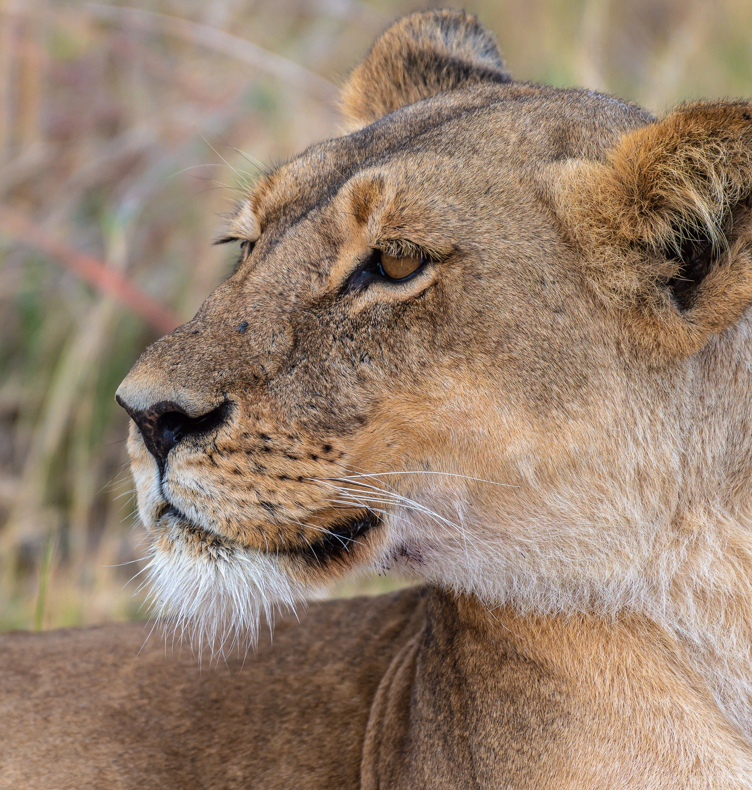 Image of Hwange National Park by Sue Wolfe