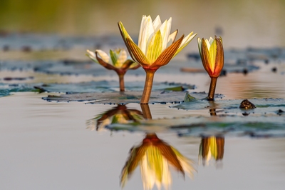 Chobe River ... Water Lily