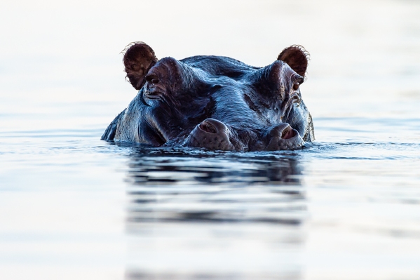 Chobe River ... Hippo