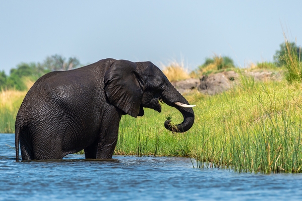 Chobe River ... African Elephant
