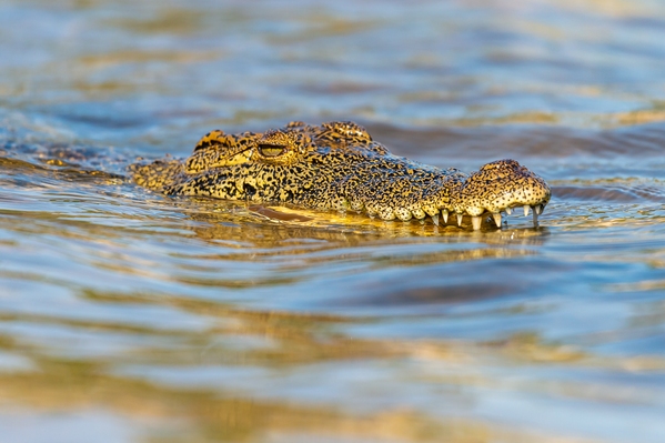 Chobe River ... Crocodile