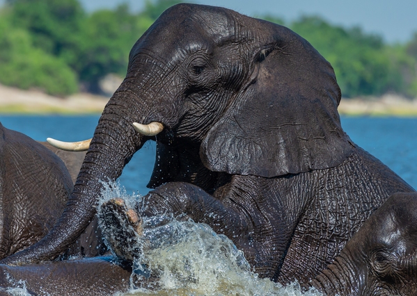 Chobe River ... African Elephant