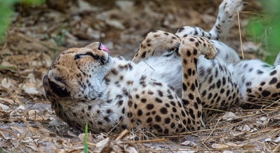 Kwara Reserve ... Cheetah