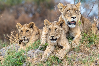 Botswana images - Kwara Reserve - Wildlife