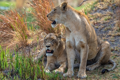Kwara Reserve ... Lion Pride