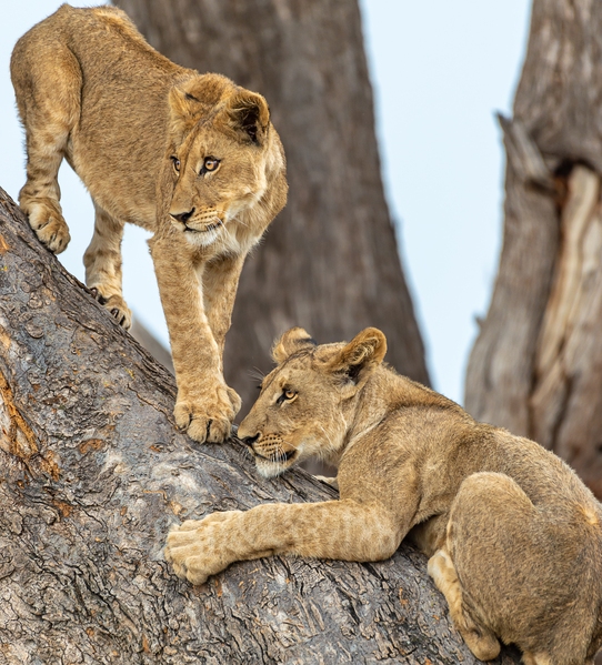 Kwara Reserve ... Lion Cubs
