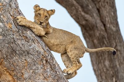 Kwara Reserve ... Lion Cub