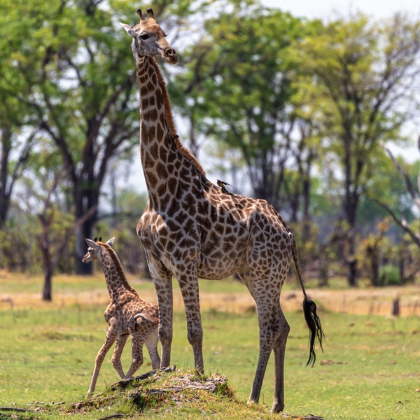 Kwara Reserve ... Giraffe Family