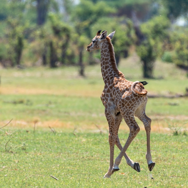 Kwara Reserve ... Baby Giraffe