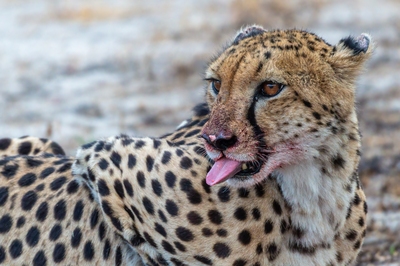 Kwara Reserve ... Cheetah