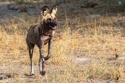 Kwara Reserve ... African Wild Dog