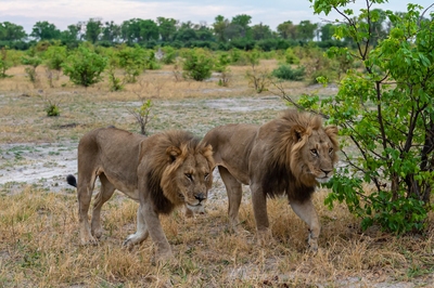 Kwara Reserve ... Lion Pride