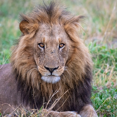 Kwara Reserve ... Lion