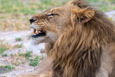 Kwara Reserve ... Lion