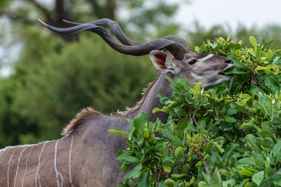 images of Botswana - Kwara Reserve - Wildlife
