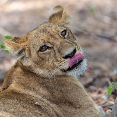 Kwara Reserve ... Lioness