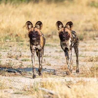 Botswana pictures - Kwara Reserve - Wildlife