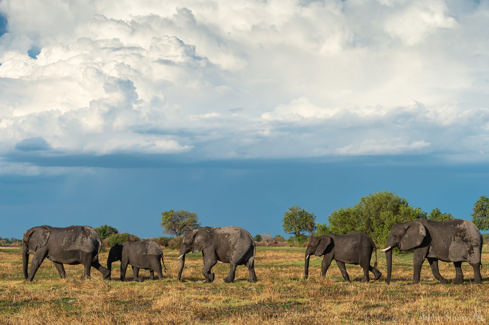 Image of Kwara Reserve - Wildlife by Sue Wolfe