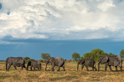 photos of Botswana - Kwara Reserve - Wildlife