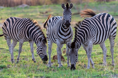Kwara Reserve ... Common Zebra