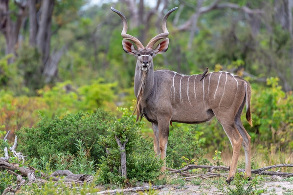 Kwara Reserve ... Greater Kudu