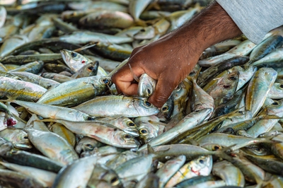 Oman photos - Fish Market in Barka